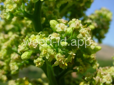 sumac, smooth